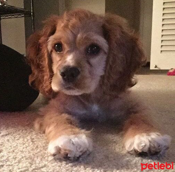 Amerikan Cocker Spaniel, Köpek  Charlie fotoğrafı