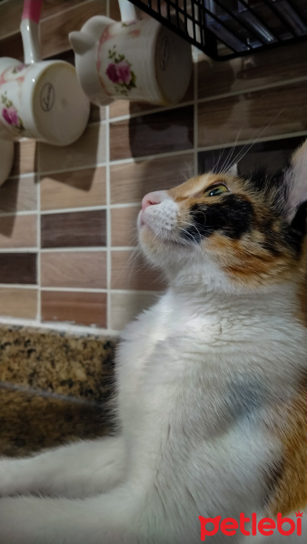 Tekir Kedi, Kedi  Karamel fotoğrafı