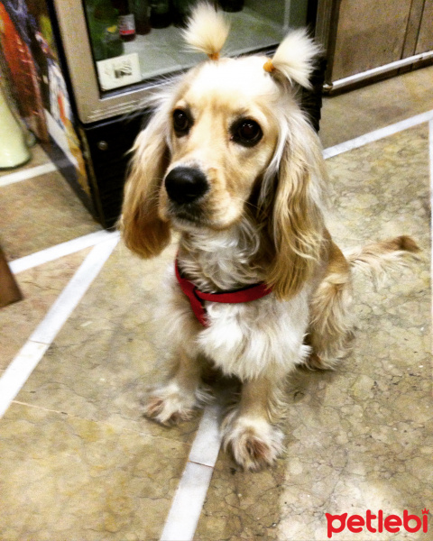 Amerikan Cocker Spaniel, Köpek  Limon fotoğrafı