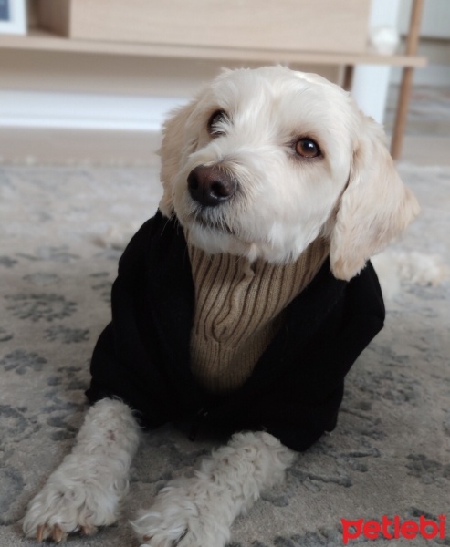 Maltese, Köpek  Miken fotoğrafı