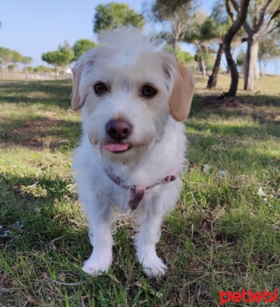 Jack Russell Terrier, Köpek  Minos fotoğrafı
