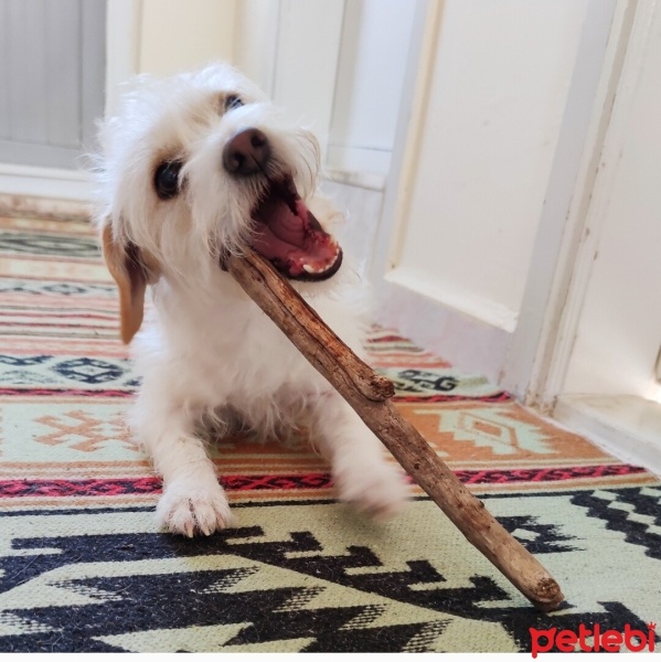 Jack Russell Terrier, Köpek  Minos fotoğrafı