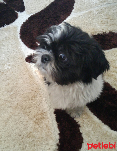Shih Tzu, Köpek  Casper fotoğrafı