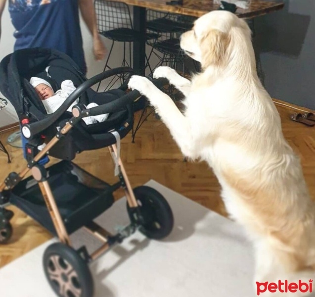 Golden Retriever, Köpek  LEON fotoğrafı