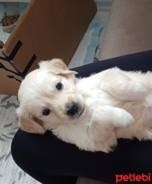 Golden Retriever, Köpek  Lady fotoğrafı