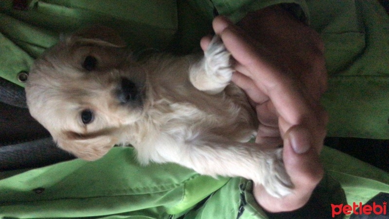 Golden Retriever, Köpek  Lady fotoğrafı