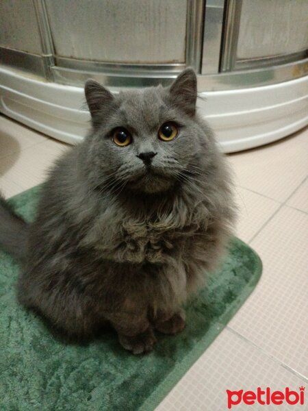 British Longhair, Kedi  Pars fotoğrafı