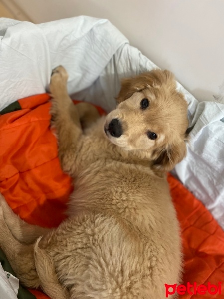Golden Retriever, Köpek  Bella fotoğrafı