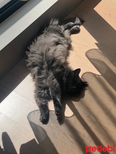 Nebelung, Kedi  Gece fotoğrafı
