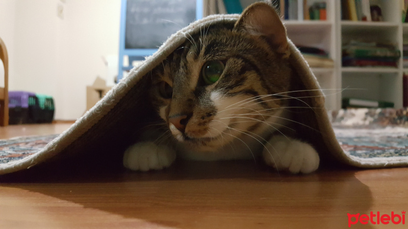 Tekir Kedi, Kedi  Nazmiye fotoğrafı