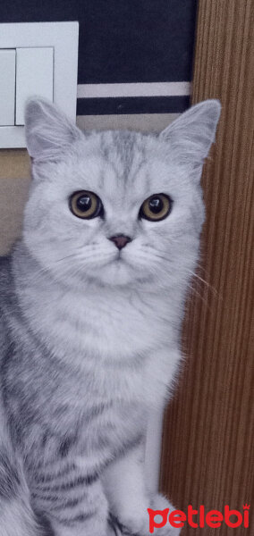 British Shorthair, Kedi  Lina fotoğrafı