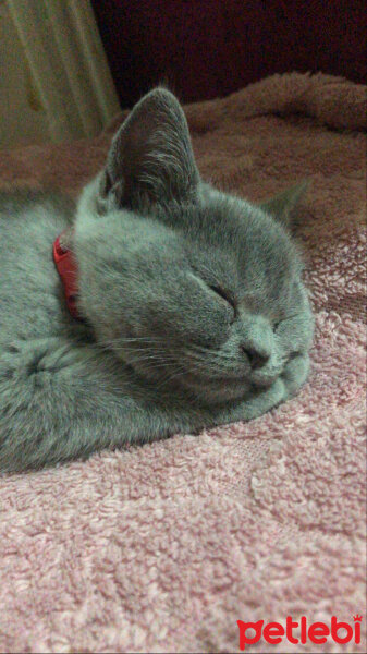 British Shorthair, Kedi  Milas fotoğrafı