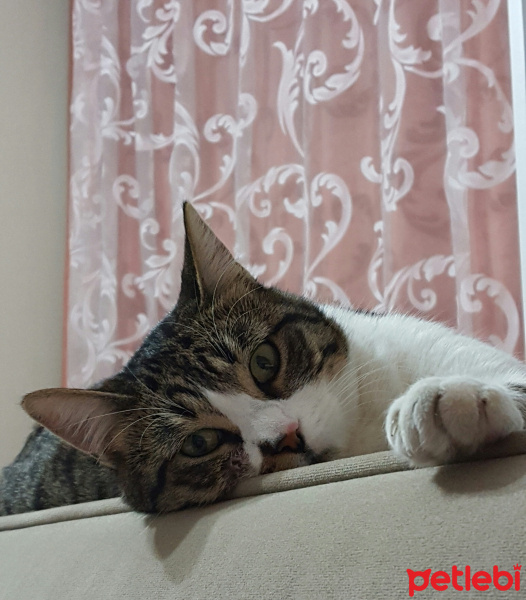 Tekir Kedi, Kedi  Necmiye fotoğrafı