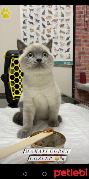 British Shorthair, Kedi  Angel Luna fotoğrafı