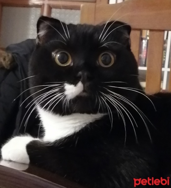 Scottish Fold, Kedi  OREO fotoğrafı