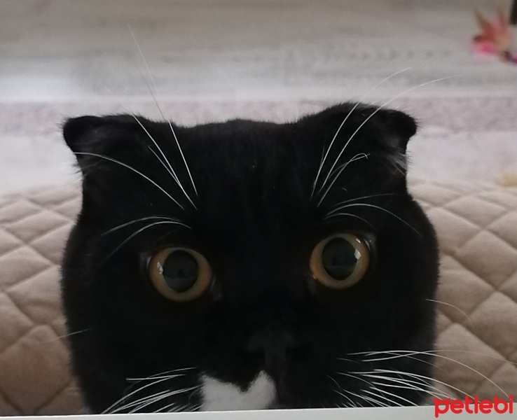 Scottish Fold, Kedi  OREO fotoğrafı