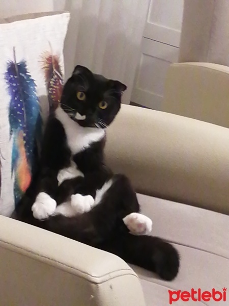 Scottish Fold, Kedi  OREO fotoğrafı