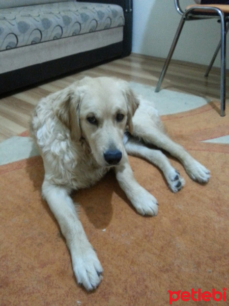 Golden Retriever, Köpek  ALFA fotoğrafı