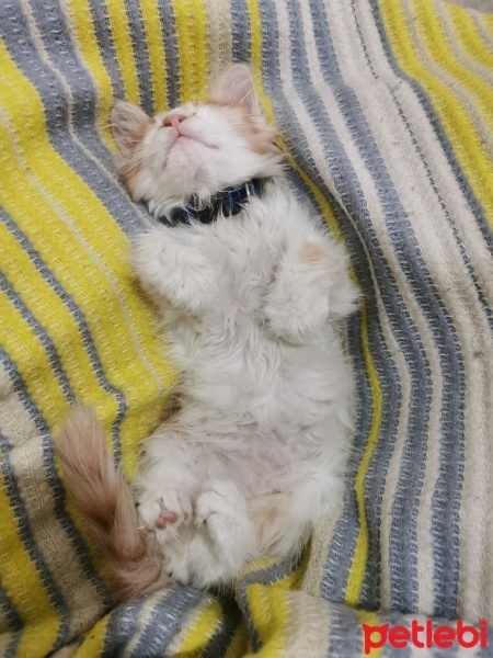 Sarman, Kedi  Vogh fotoğrafı