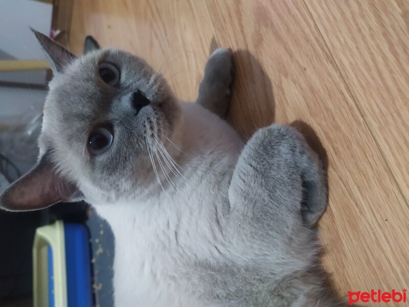 Scottish Fold, Kedi  Enola fotoğrafı