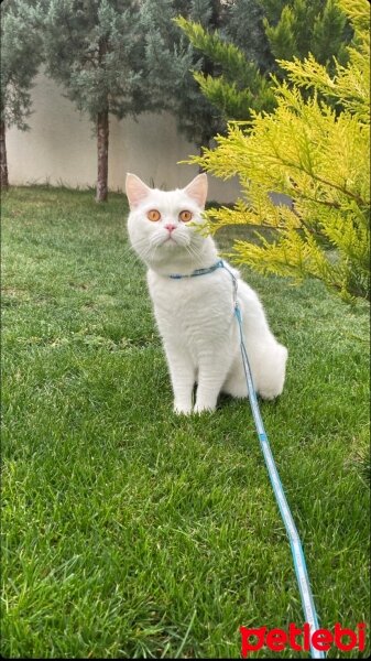 British Shorthair, Kedi  Ares fotoğrafı