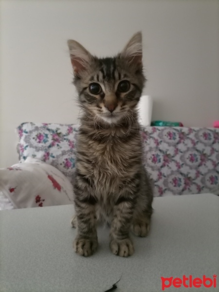 Tekir Kedi, Kedi  Yumak fotoğrafı