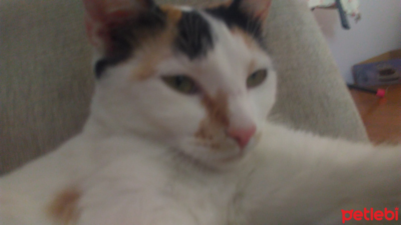 Tekir Kedi, Kedi  Kedi fotoğrafı