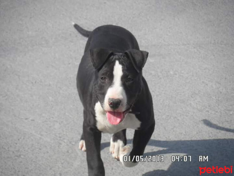 Amerikan Pitbull Terrier, Köpek  Haydut  fotoğrafı