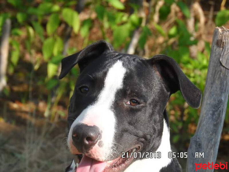 Amerikan Pitbull Terrier, Köpek  Haydut  fotoğrafı