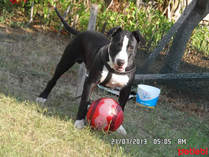 Amerikan Pitbull Terrier, Köpek  Haydut  fotoğrafı