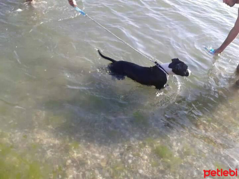 Amerikan Pitbull Terrier, Köpek  Haydut  fotoğrafı