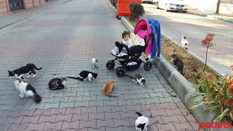 Amerikan Pitbull Terrier, Köpek  Haydut  fotoğrafı