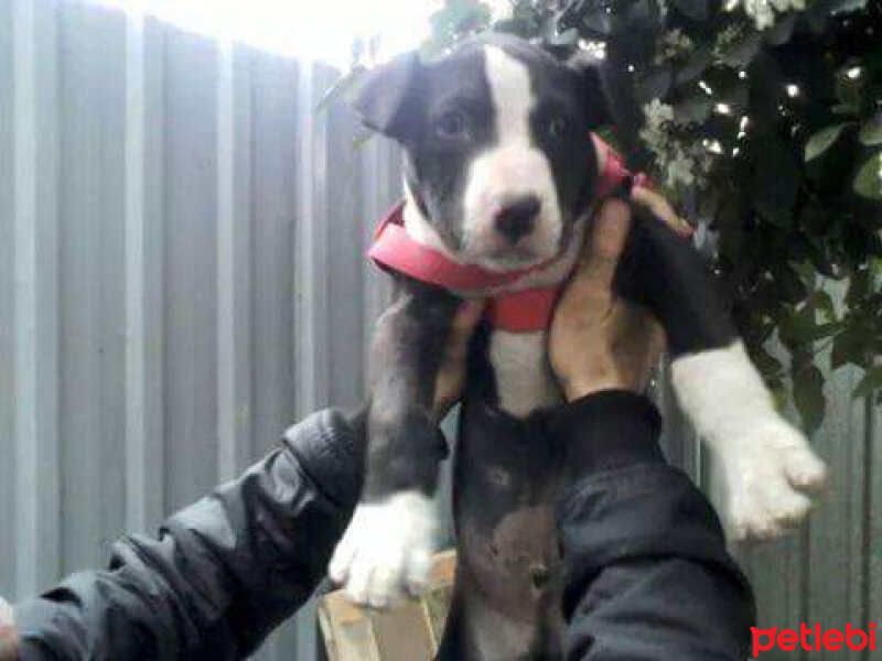 Amerikan Pitbull Terrier, Köpek  Haydut  fotoğrafı