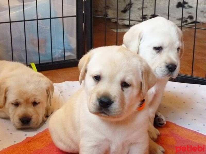 Labrador Retriever, Köpek  İsim koymadık fotoğrafı