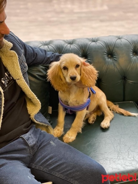 Amerikan Cocker Spaniel, Köpek  Lemon fotoğrafı