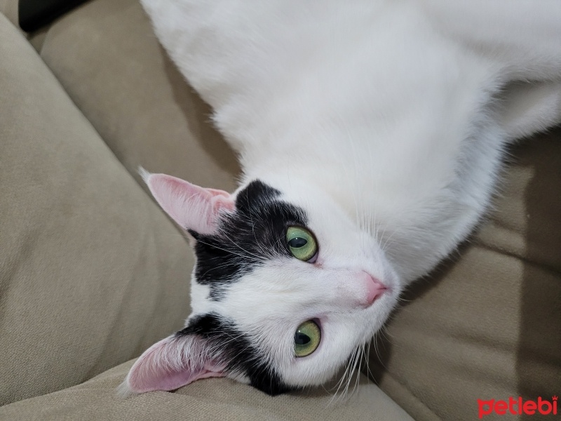 Tekir Kedi, Kedi  Şila fotoğrafı