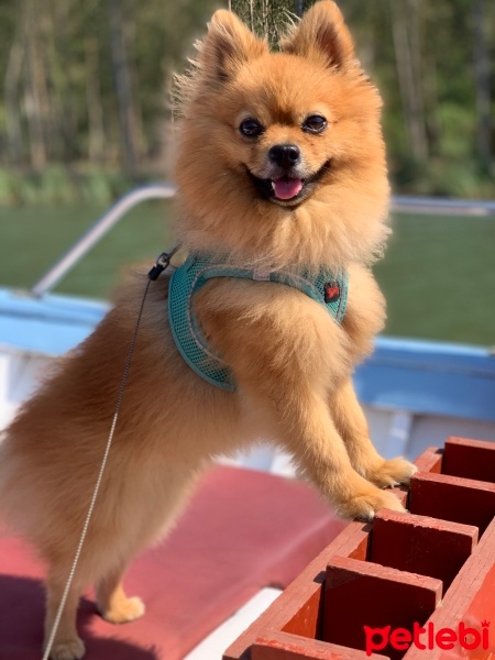Pomeranyalı, Köpek  Mocha fotoğrafı