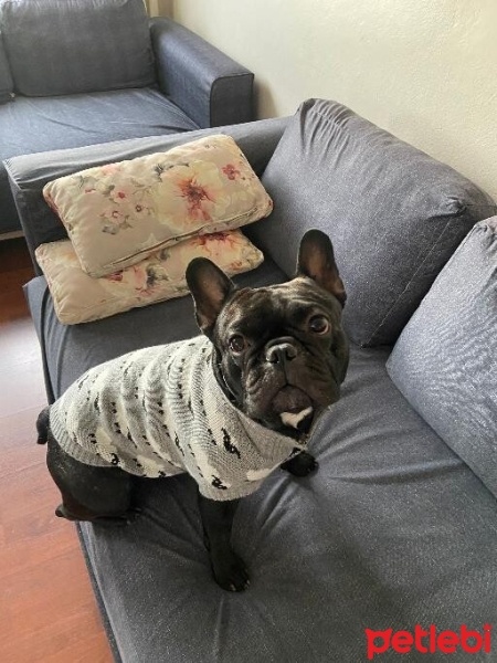 Fransız Bulldog, Köpek  köfte fotoğrafı