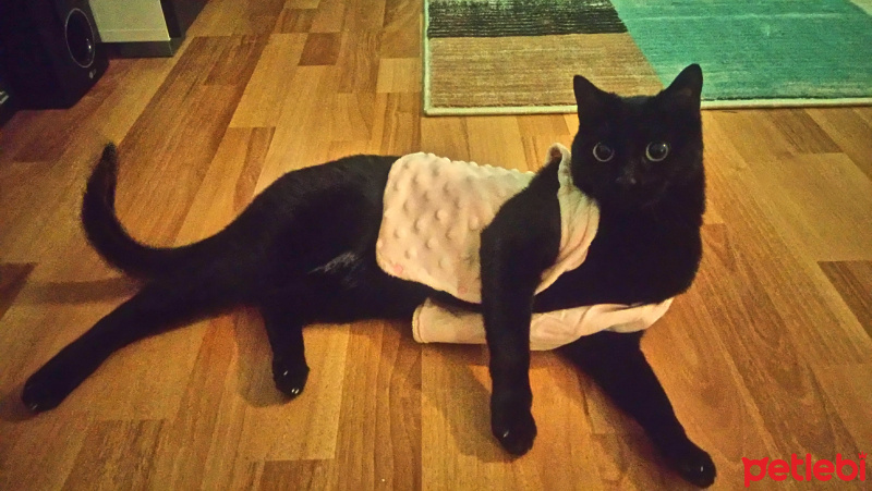 Bombay, Kedi  Mişa fotoğrafı