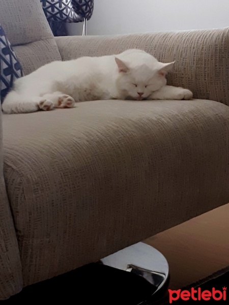 British Shorthair, Kedi  Bulut fotoğrafı