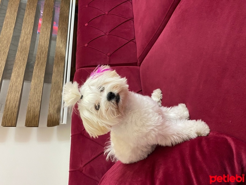 Maltese, Köpek  Sushi fotoğrafı