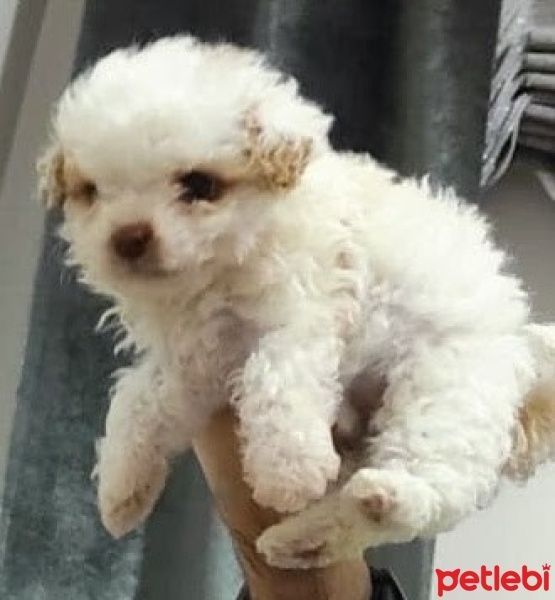 Maltese, Köpek  Miya fotoğrafı