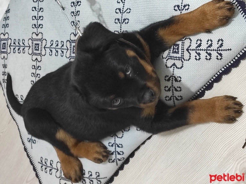 Rottweiler, Köpek  Shadow fotoğrafı