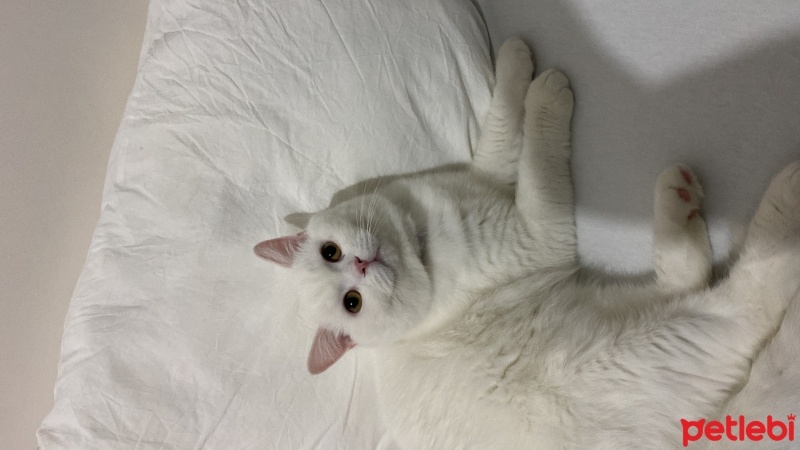 British Shorthair, Kedi  Dobby fotoğrafı