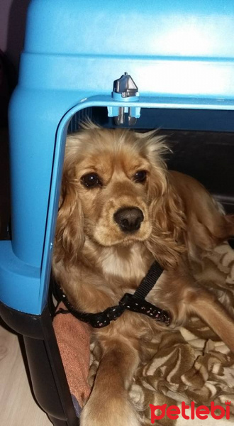 Amerikan Cocker Spaniel, Köpek  LEYDİ fotoğrafı