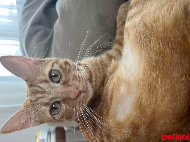 Sarman, Kedi  Luna fotoğrafı