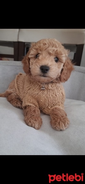 Poodle (Minyatür Kaniş), Köpek  Bolt fotoğrafı