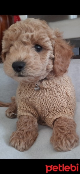 Poodle (Minyatür Kaniş), Köpek  Bolt fotoğrafı