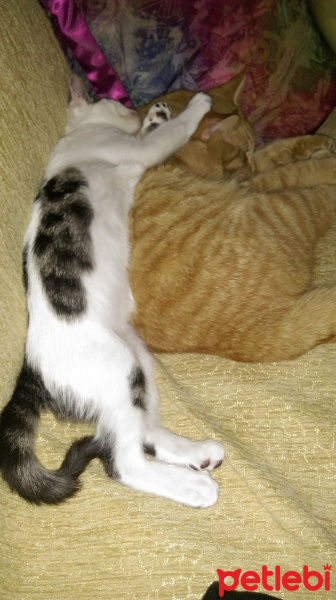 Tekir Kedi, Kedi  Simon fotoğrafı