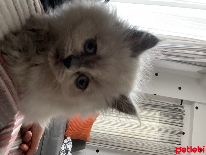 British Longhair, Kedi  Venüs fotoğrafı